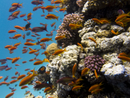 Total Extends its Biodiversity Ambition To Coincide With the Preparation of the United Nations Plan for Biodiversity