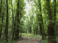 United States: TotalEnergies Expands Its Investments in Sustainable Forestry Operations to Preserve Carbon Sinks