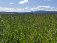 Australia: TotalEnergies Inks Two Partnerships to Develop Natural Carbon Sinks