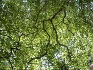 View of the top of trees