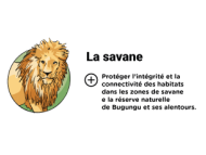 Infographie Pilier 2 : La savane - en savoir plus