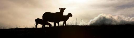  Centrale de valorisation du biogaz